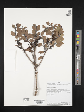 Ilex hualgayoca image