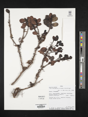 Ilex hualgayoca image