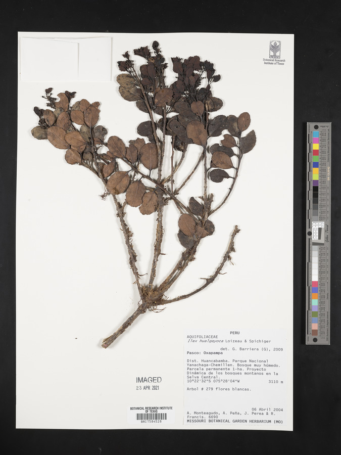 Ilex hualgayoca image