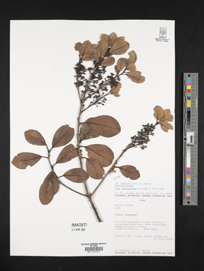 Ilex hualgayoca image