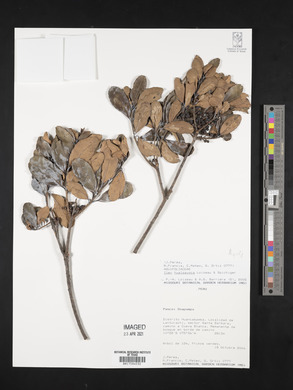 Ilex hualgayoca image