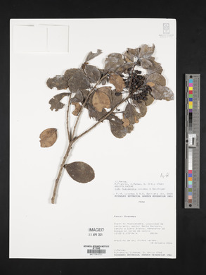 Ilex hualgayoca image