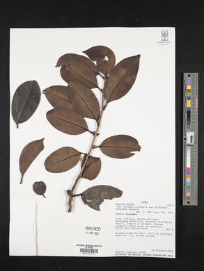 Image Associated With the Occurence