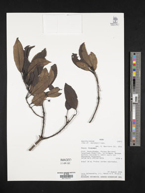 Image Associated With the Occurence