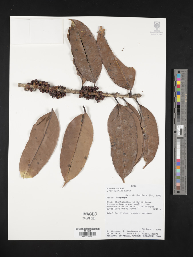 Ilex laurina image