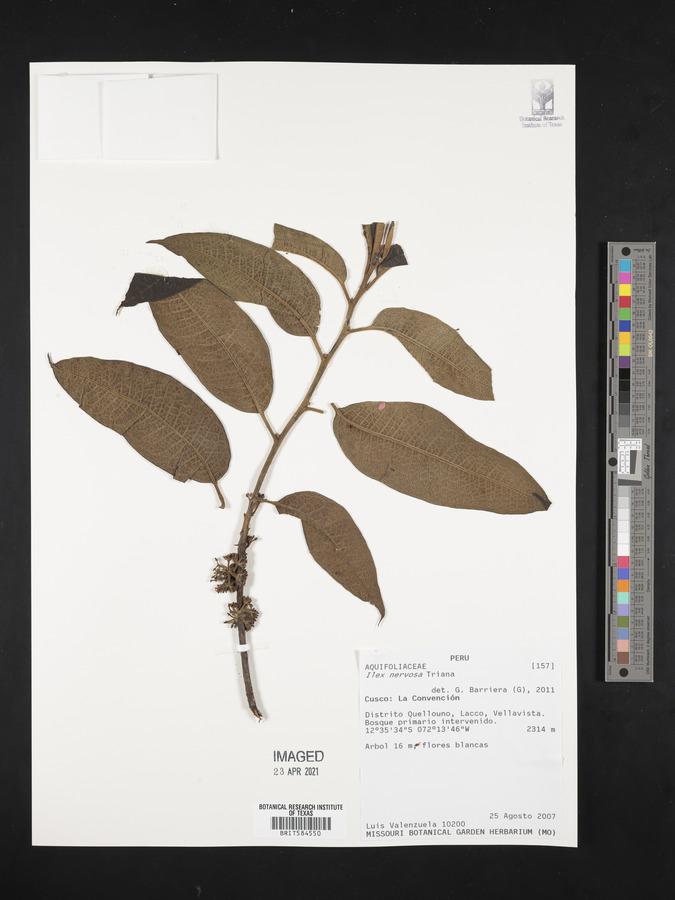 Ilex nervosa image