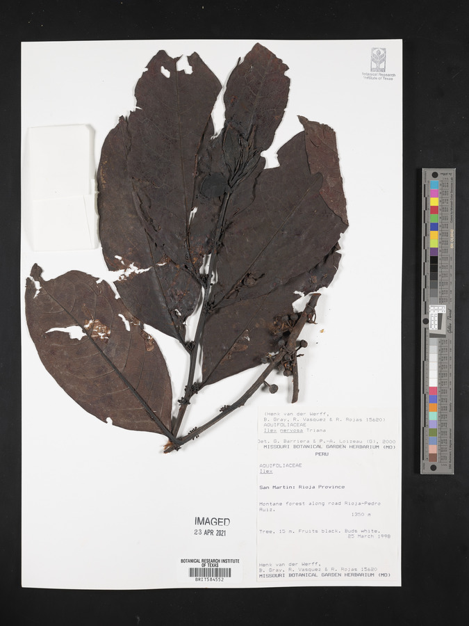 Ilex nervosa image