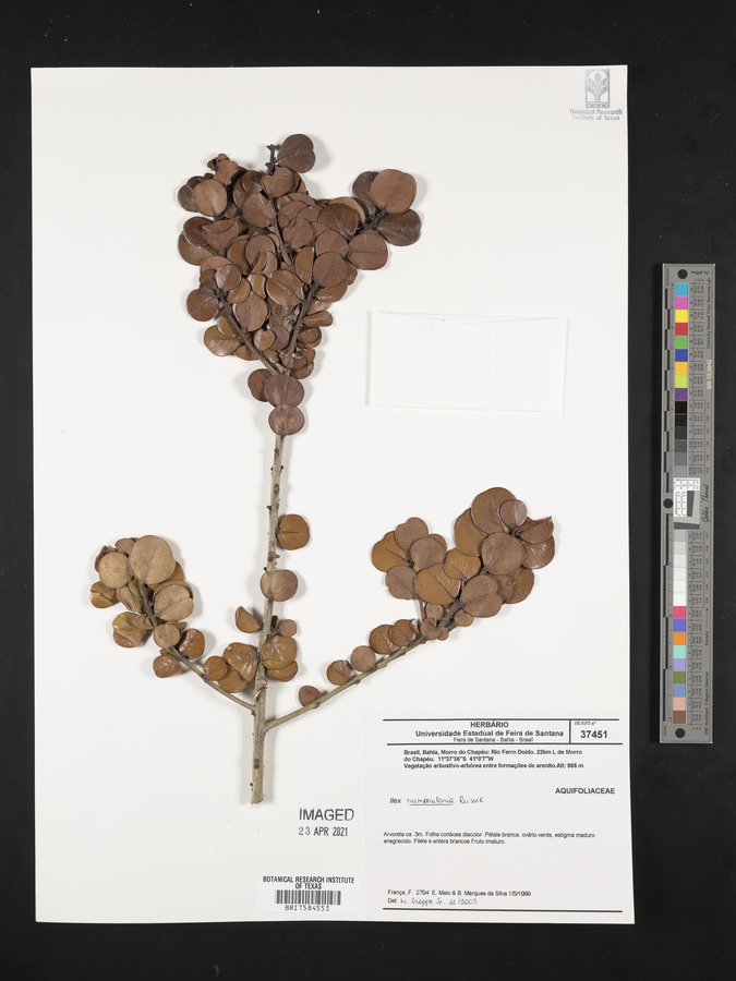 Ilex nummularia image