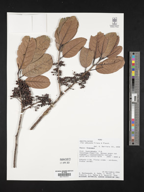 Ilex obtusata image