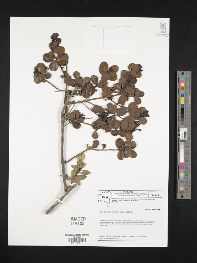 Ilex pseudovaccinium image