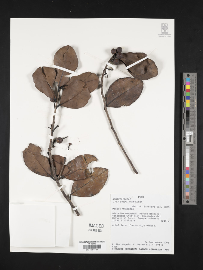 Ilex scopulorum image