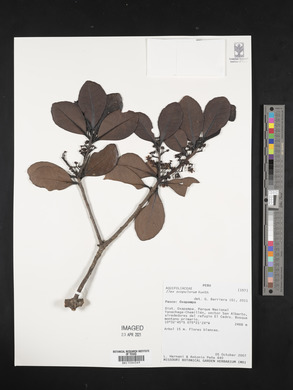 Ilex scopulorum image