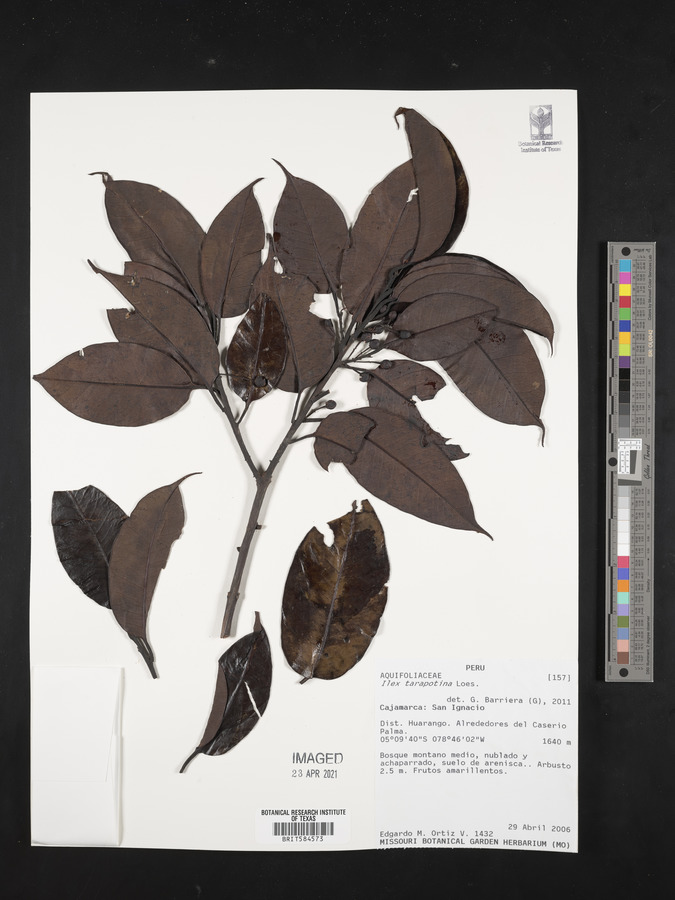 Ilex tarapotina image