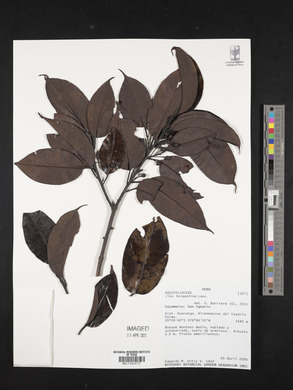 Ilex tarapotina image