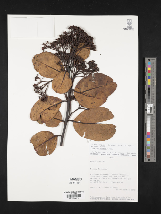 Ilex teratopis image