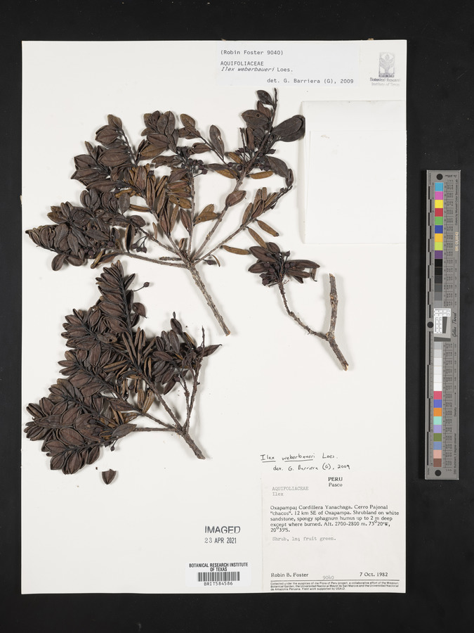 Ilex microphylla image