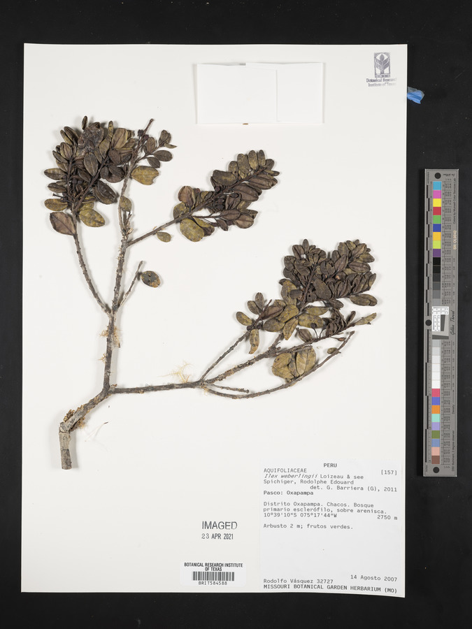 Ilex weberlingii image