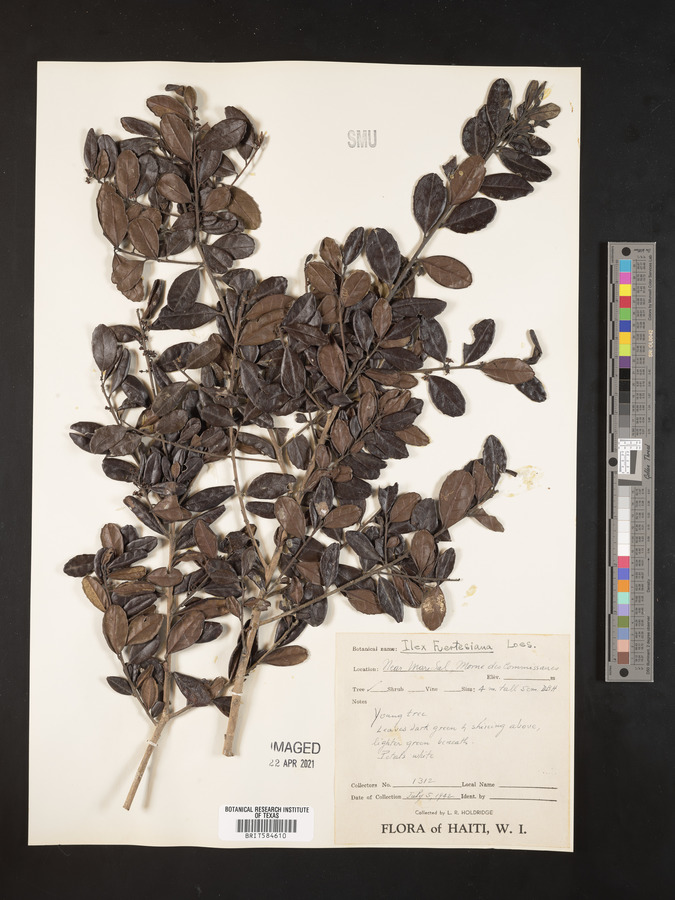 Ilex fuertensiana image
