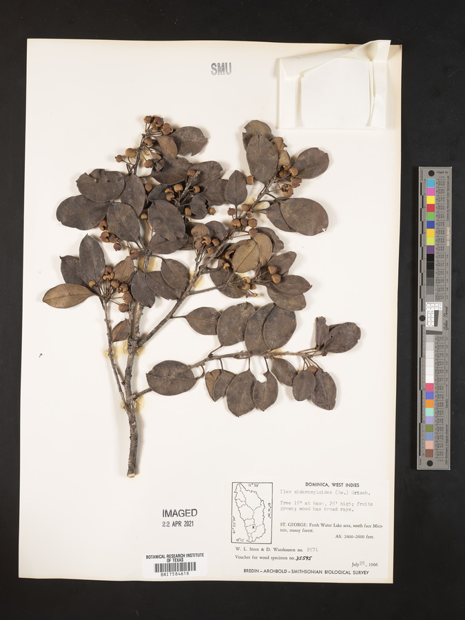 Ilex sideroxyloides image