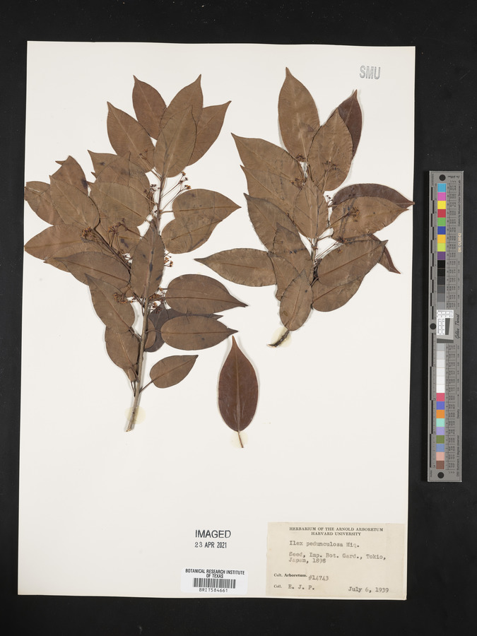 Ilex pedunculosa image