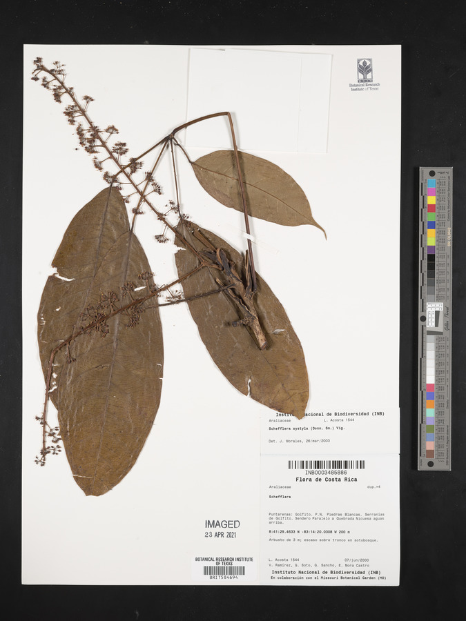 Schefflera systyla image