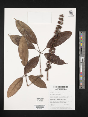 Schefflera systyla image