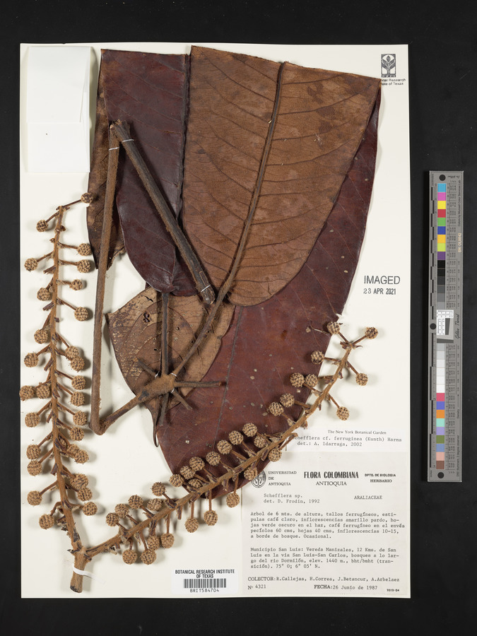 Schefflera ferruginea image