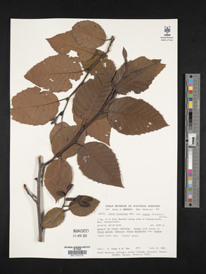 Alnus acuminata subsp. arguta image