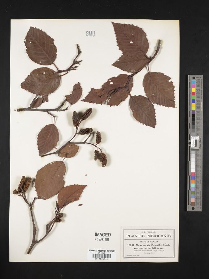 Alnus arguta var. cuprea image