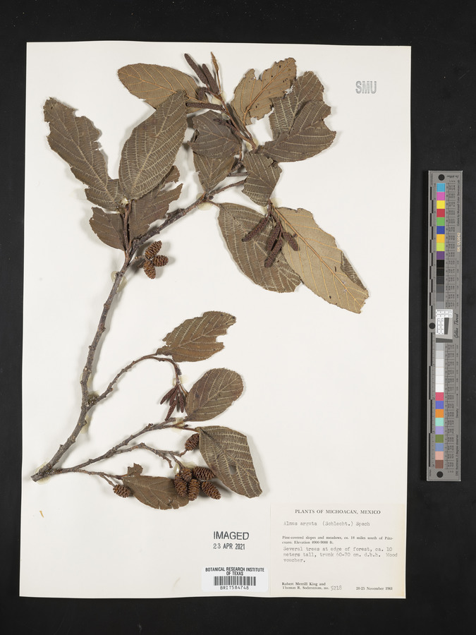 Alnus arguta image