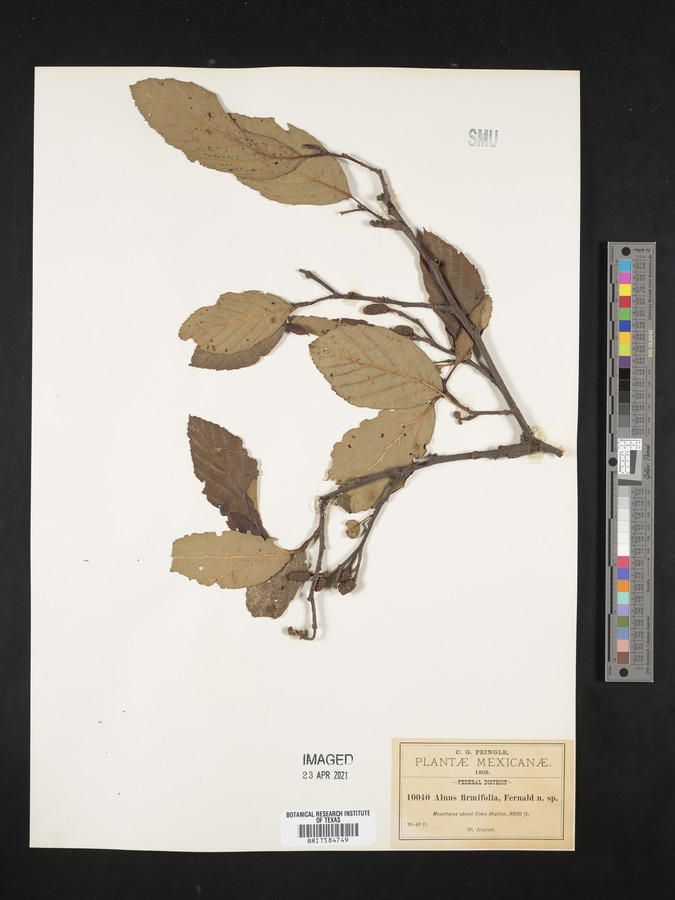 Alnus firmifolia image