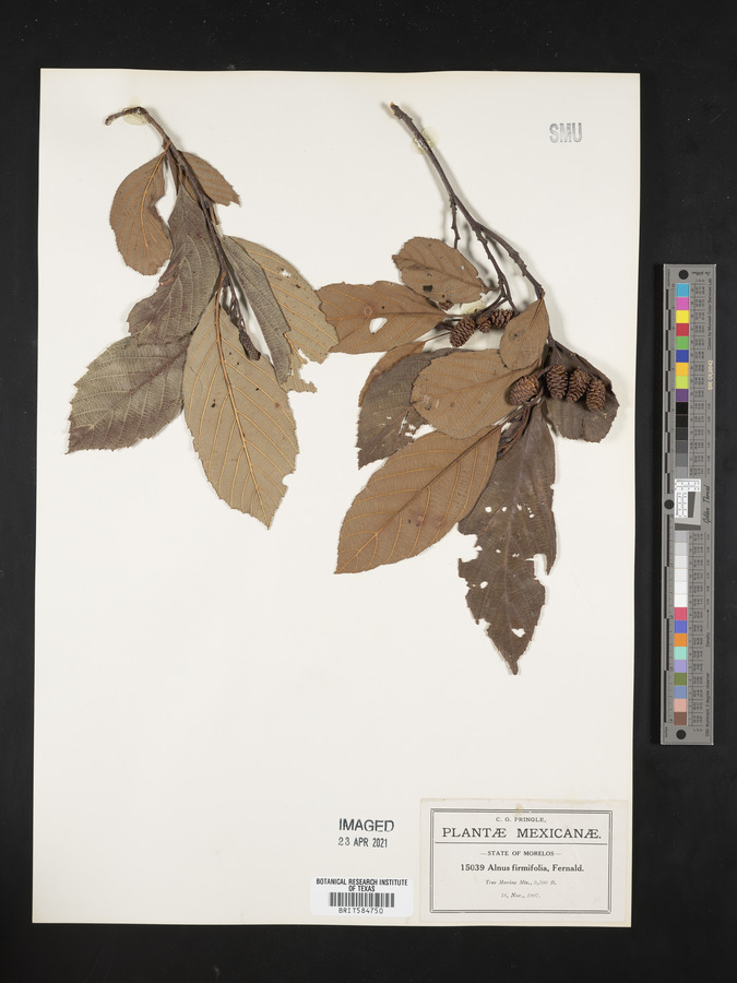 Alnus firmifolia image