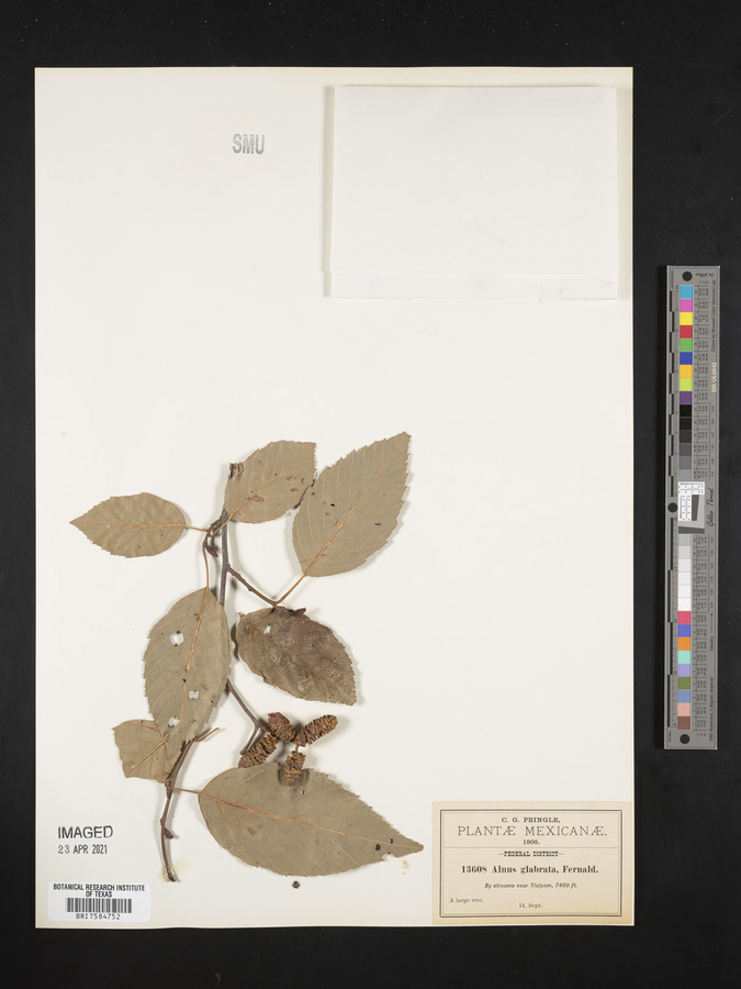 Alnus glabrata image