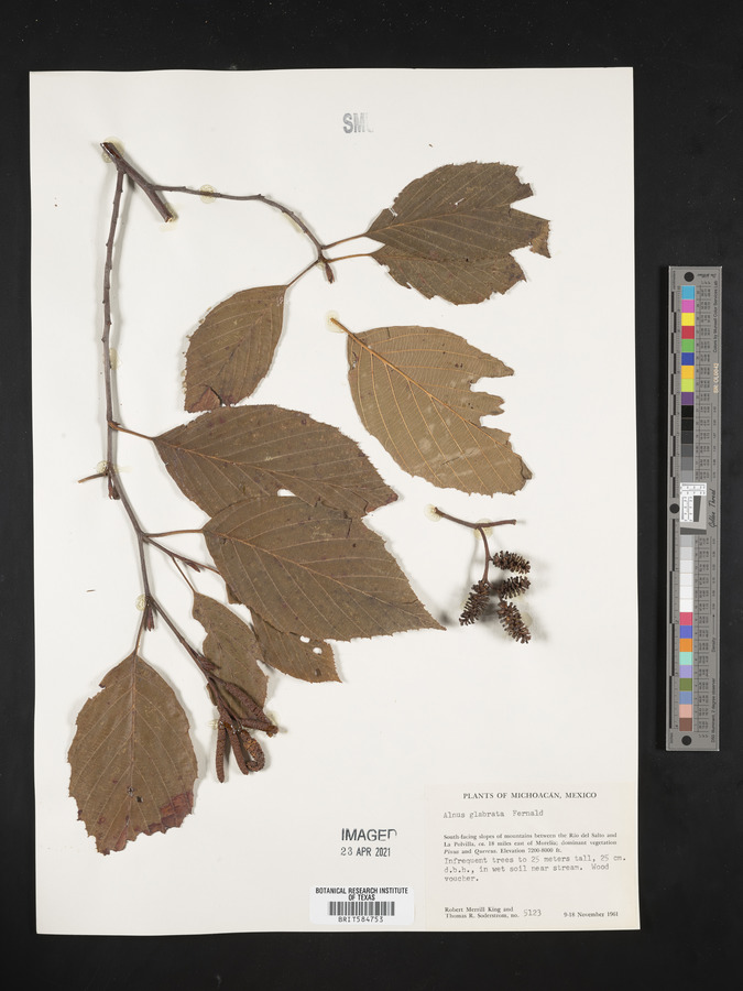 Alnus glabrata image