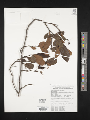 Alnus jorullensis subsp. lutea image