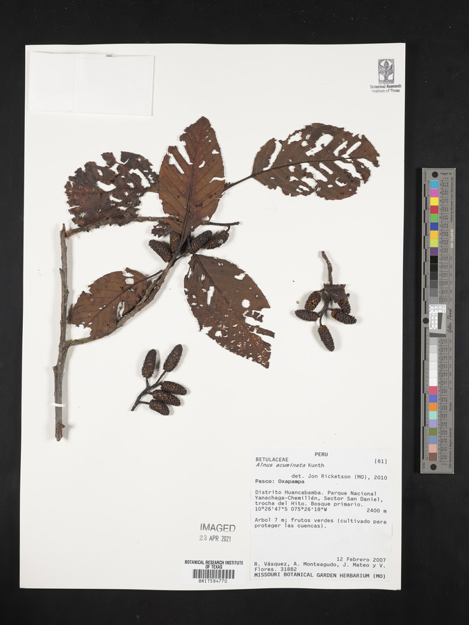 Alnus acuminata image