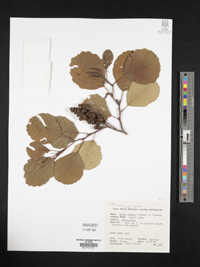 Alnus incana subsp. rugosa image