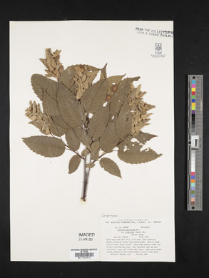 Carpinus caroliniana var. virginiana image