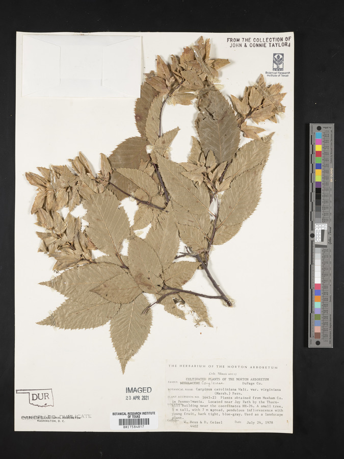 Carpinus caroliniana var. virginiana image