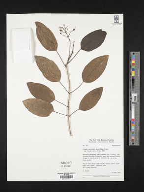 Catalpa longissima image