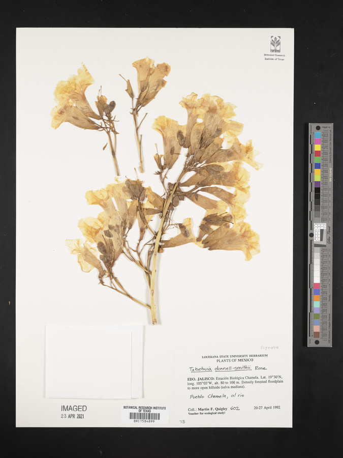 Tabebuia donnell-smithii image