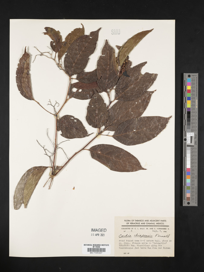 Varronia foliosa image
