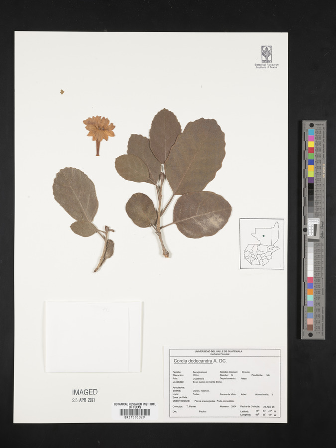 Cordia dodecandra image