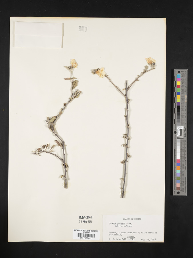 Cordia greggii image