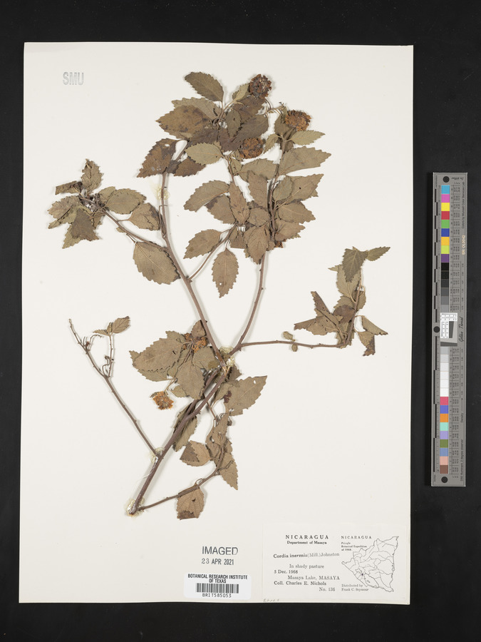 Cordia inermis image