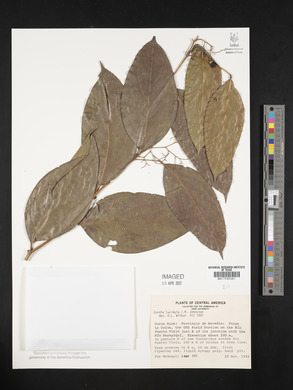 Cordia lucidula image