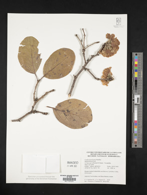 Cordia morelosana image