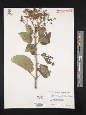 Cordia truncatifolia image