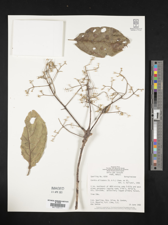 Cordia alliodora image