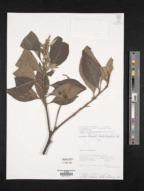 Cordia cylindrostachya image